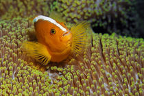 Ralley Clownfish by Norbert Probst