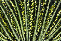 Feather Star by Norbert Probst