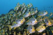 The Audience, Sweetlips at Raja Ampat by Norbert Probst