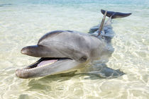 Smile, Bottlenose Dolphin by Norbert Probst