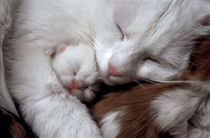 Katzenmutter mit Junges von Maike Helbig
