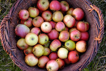 Apfelernte von Anne Silbereisen