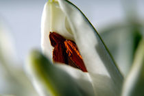 Blüte in Weiß von Anne Silbereisen