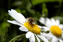 Biene auf Margeritenblüte von Anne Silbereisen