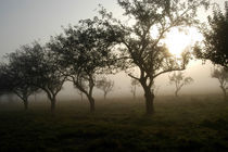 Bäume im Nebel 1 by Anne Silbereisen