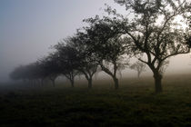 Bäume im Nebel 2 von Anne Silbereisen