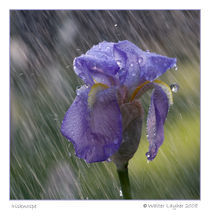 raindrops keep falling on my head by Walter Layher