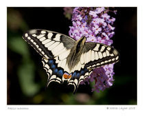 Papilio machaon by Walter Layher