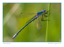 Lestes sponsa by Walter Layher