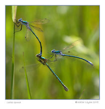 Lestes dryas by Walter Layher