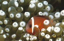 Anemonenfisch von Heike Loos