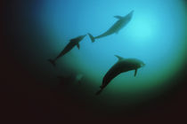dolphins by Heike Loos