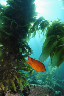 Garibaldi im Kelp by Heike Loos