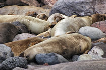sleeping seals von Heike Loos