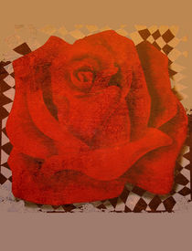 Rose by Karin Stein