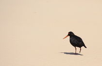 OYSTERCATCHER by Inge Hauser