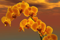 Orchidee von Michael Jaeger