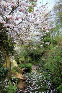 Magnolie im Garten von Franziska Giga Maria