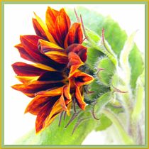 Sonnenblume von Florette Hill