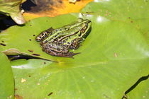einheimischer Frosch beim Sonnenbad von petra ristau