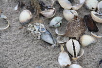 Verschiedene Muscheln am Nordseestrand von petra ristau