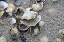 Verschiedene Muscheln am Nordseestrand von petra ristau