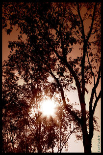 Sun meets Tree by Rene Müller