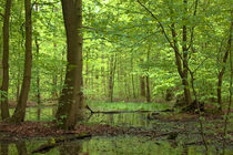 Sumpfgebiet im grünen Wald  von Ulrike Haberkorn