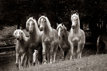 horses by Gordon Below