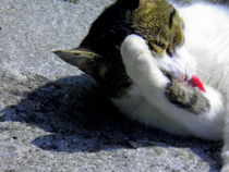 sich putzende Katze by Florette Hill