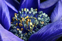 Blaue Anemone  by lizcollet