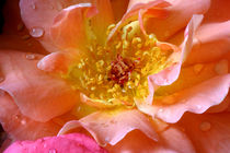 Rose mit Tautropfen by lizcollet