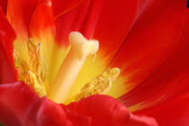 Red Heart Tulip | Rote Tulpe von lizcollet