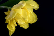 Frühlingsbotin - Gelbe Tulpenblüte von lizcollet