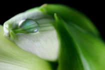 Essentially | Amaryllis with Water Drop  by lizcollet