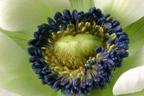 Weisse Anemone | Heartbeat of Nature von lizcollet