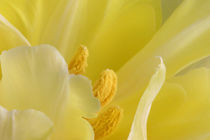Yellow Springtime  - Zartgelbe Tulpenblüte von lizcollet