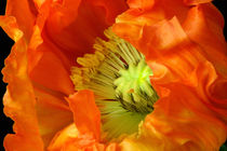 Poppy | Islandmohnblüte by lizcollet