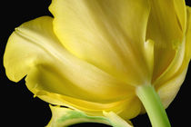 Gelbe Tulpe | Sunny Tulip von lizcollet