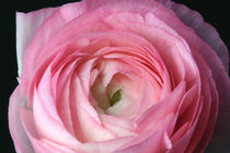 Hello Lightful Springtime - Pinkfarbene Ranunkel von lizcollet
