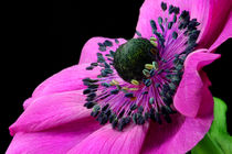 Anemone by lizcollet