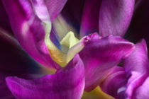 Purpurfarbene Tulpe | Deep Sense von lizcollet