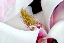 Magnolienblüte mit Wassertropfen | Magnolie  by lizcollet