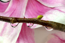 Magnolie mit Wassertropfen | Wassertropfen mit Magnolienblüte by lizcollet