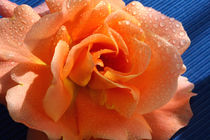 Apricot Summer Rose von lizcollet