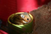 Gut gefüllter Futternapf - Hamsterkind by lizcollet