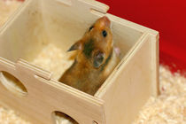 Hamster im Häuschen von lizcollet