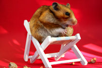 Urlaubsfreuden - Hamster im Liegestuhl mit Erdnuss von lizcollet