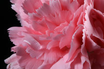 Carnation - Nelkenblüte von lizcollet