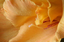 Apricot Gladiolus by lizcollet